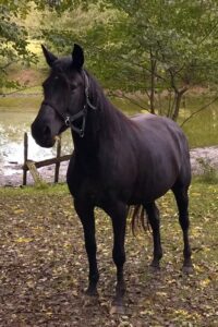 Klacz wlkp, ur. w 2021 roku